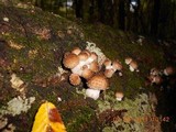 Oudemansiella platensis image