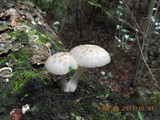 Oudemansiella platensis image