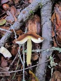 Pluteus romellii image