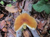 Pluteus romellii image