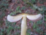 Pluteus romellii image