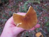 Pluteus romellii image