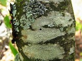 Ochrolechia arborea image
