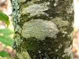 Ochrolechia arborea image