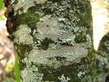 Ochrolechia arborea image
