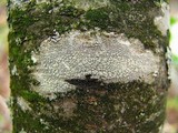 Ochrolechia arborea image
