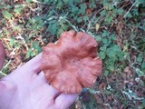 Lactarius xanthogalactus image