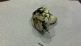 Russula cremoricolor image