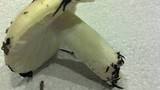 Russula cremoricolor image
