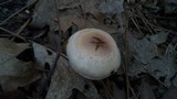 Pholiota decorata image