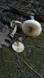 Pholiota decorata image