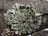 Flavopunctelia soredica image