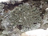 Flavopunctelia soredica image