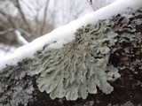 Flavopunctelia soredica image