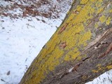 Oxneria fallax image