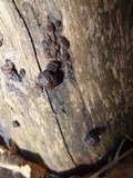 Hypoxylon fragiforme image
