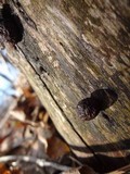 Hypoxylon fragiforme image