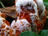 Abortiporus biennis image