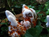 Abortiporus biennis image