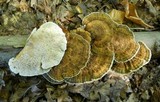 Daedaleopsis confragosa image