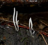 Clavaria acuta image