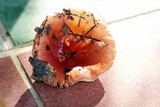 Russula sanguinaria image