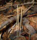 Macrotyphula juncea image