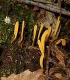 Clavaria flavipes image