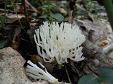 Ramariopsis kunzei image