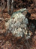 Cladina leiodea image