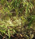 Cladina leiodea image