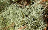 Cladina leiodea image