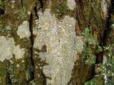 Ochrolechia androgyna image