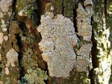 Ochrolechia androgyna image