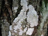 Ochrolechia androgyna image