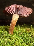 Laccaria ochropurpurea image