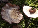 Laccaria ochropurpurea image