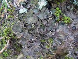 Peltigera lepidophora image