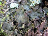 Peltigera lepidophora image