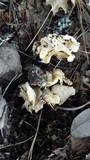 Cantharellus subalbidus image