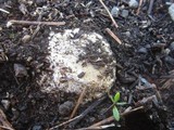 Mycenastrum corium subsp. ferrugineum image