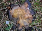 Scleroderma polyrhizum image