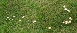 Marasmius oreades image