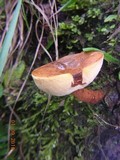 Gyroporus castaneus image