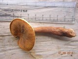 Gyroporus castaneus image
