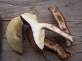 Gyroporus castaneus image