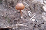 Psilocybe coprophila image