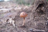 Psilocybe coprophila image