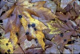 Rhytisma punctatum image