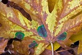 Rhytisma punctatum image